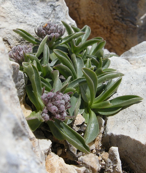 Valeriana saliunca / Valeriana saliunca